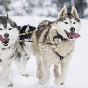 69384d01b6f1d_osnovna_i_verhnya Дослідження: порода собаки пов’язана з рисами характеру господаря