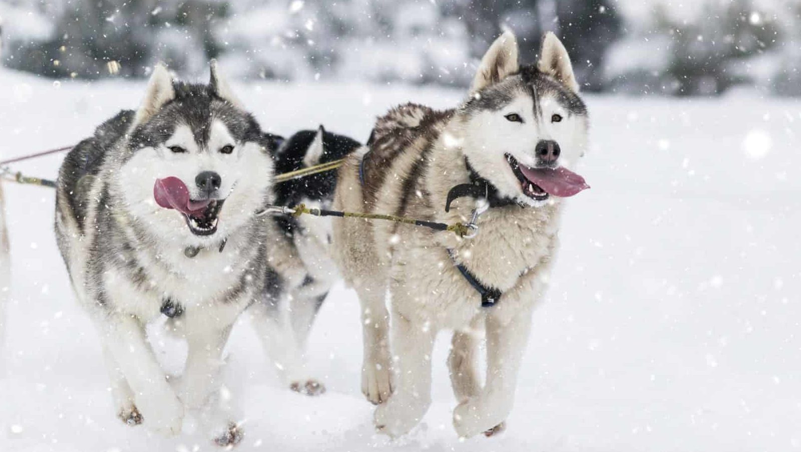 Дослідження: порода собаки пов’язана з рисами характеру господаря
