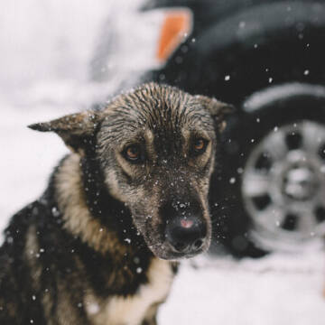 85_main-v1613471659 Солома, а не ковдра: як врятувати тварину від морозу