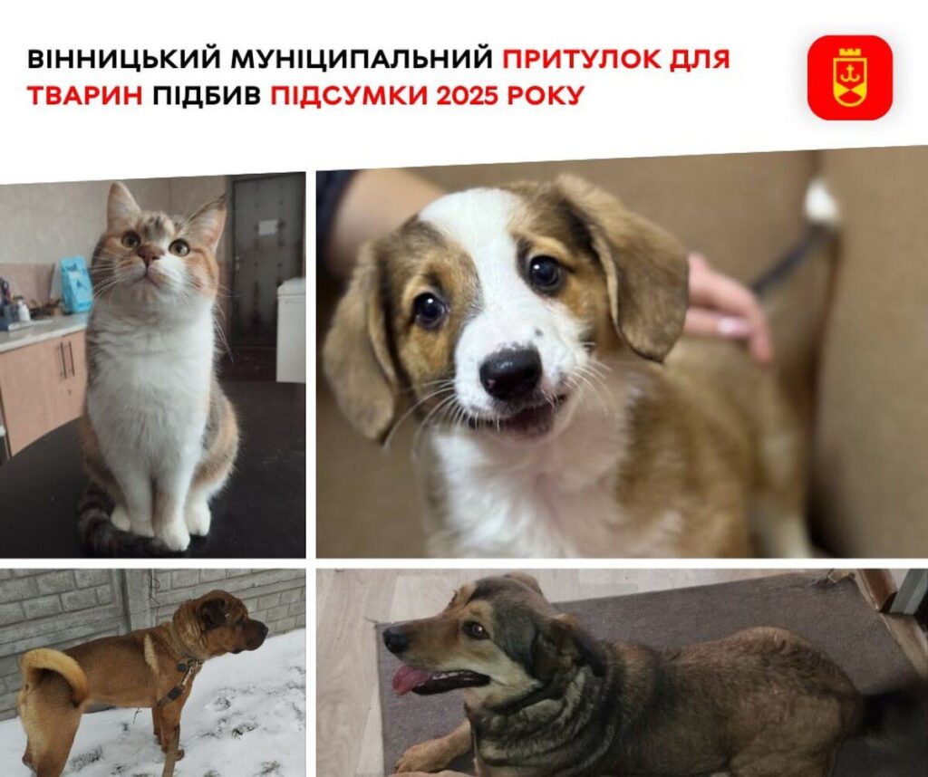 Понад 1500 врятованих лапок: як працює муніципальний притулок у Вінниці