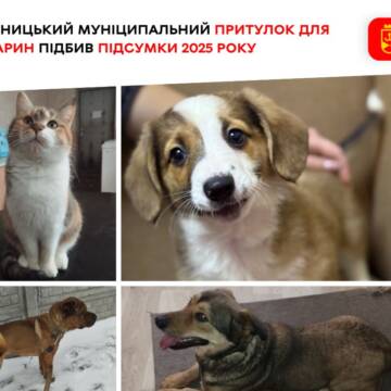 Понад 1500 врятованих лапок: як працює муніципальний притулок у Вінниці