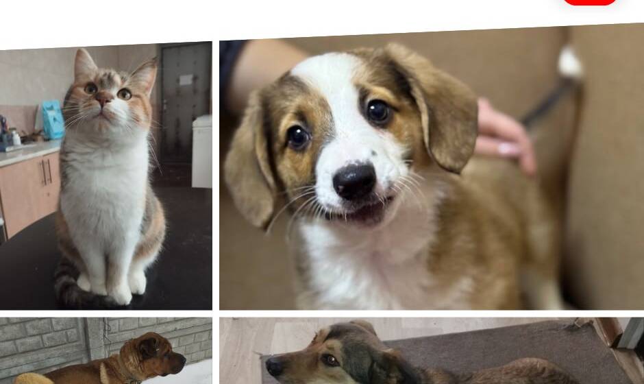 Понад 1500 врятованих лапок: як працює муніципальний притулок у Вінниці