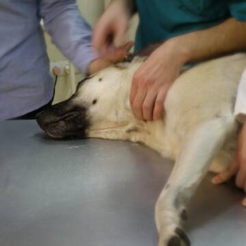 Порятунок для чотирилапих: у Вінниці запрацював перший банк крові для котів та собак