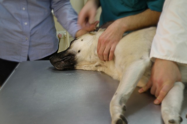 Порятунок для чотирилапих: у Вінниці запрацював перший банк крові для котів та собак