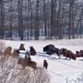 Рідкісні гіганти Поділля: у лісах Вінниччини помітили велике стадо зубрів (відео)