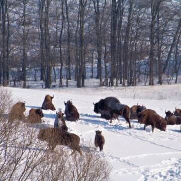 Рідкісні гіганти Поділля: у лісах Вінниччини помітили велике стадо зубрів (відео)