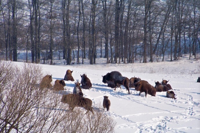 Рідкісні гіганти Поділля: у лісах Вінниччини помітили велике стадо зубрів (відео)
