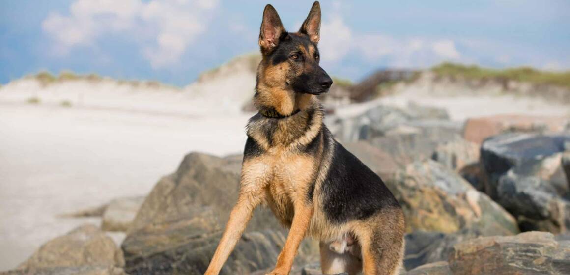 Друзі на все життя: найвідданіші породи собак