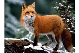 На Вінниччині триває відстріл хижих тварин