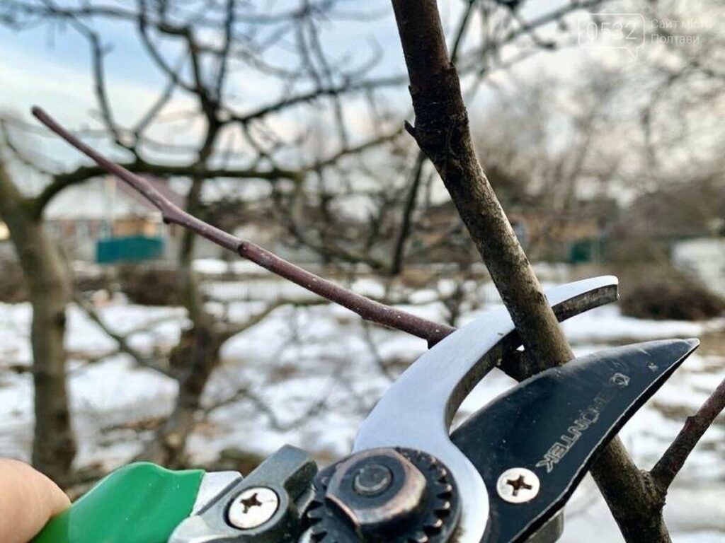 Помилка, що коштуватиме врожаю: чому зимова обрізка може знищити улюблені кущі