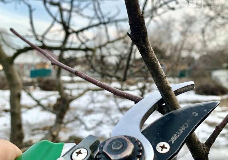 Помилка, що коштуватиме врожаю: чому зимова обрізка може знищити улюблені кущі