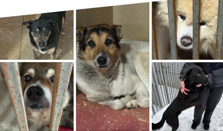 Дім для хвостиків: як працює та чим допомагає муніципальний притулок у Вінниці