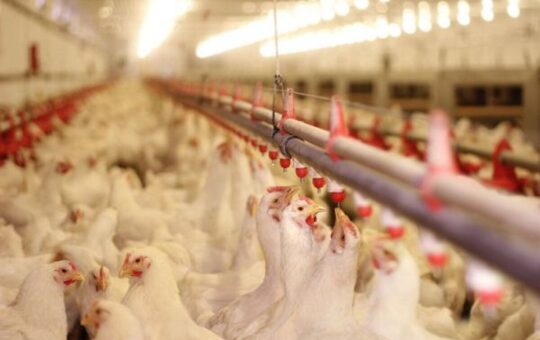 Європейські правила для українських ферм: що змінилося у догляді за бройлерами