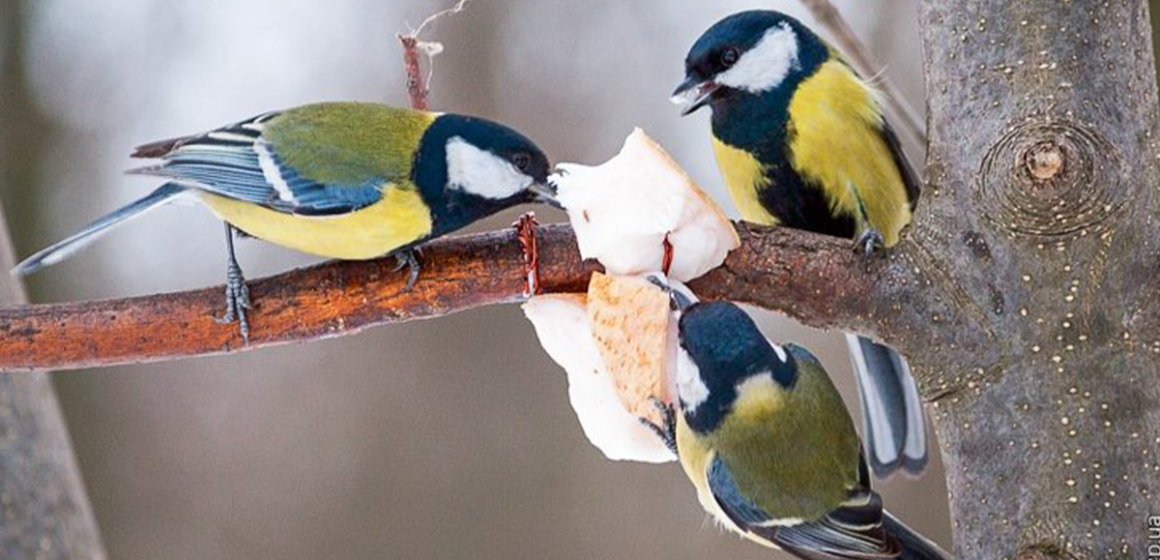 У Вінниці виготовляють екогодівнички, щоб допомогти птахам перезимувати