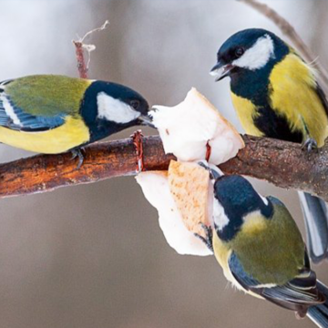 У Вінниці виготовляють екогодівнички, щоб допомогти птахам перезимувати