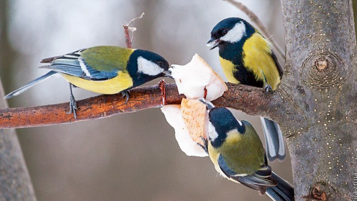 У Вінниці виготовляють екогодівнички, щоб допомогти птахам перезимувати