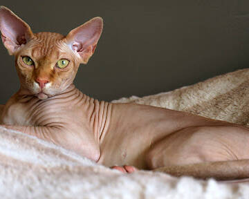 У Нідерландах заборонили утримувати висловухих та безшерстих котів