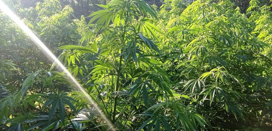 На Вінниччині судитимуть учасників організованої групи за вирощування конопель у промислових масштабах