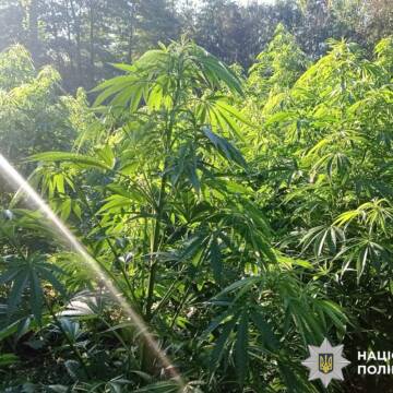 На Вінниччині судитимуть учасників організованої групи за вирощування конопель у промислових масштабах