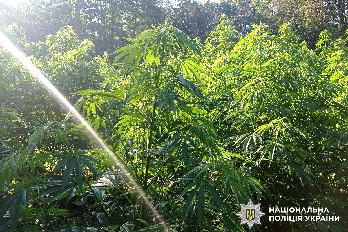 На Вінниччині судитимуть учасників організованої групи за вирощування конопель у промислових масштабах