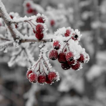 Ожеледиця та туман. Якою буде погода на Вінниччині 14 січня