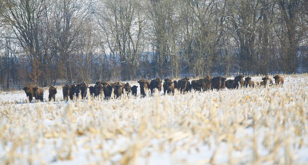 140 зубрів та 14 малюків: як почувається на Вінниччині найчисельніше стадо зубрів