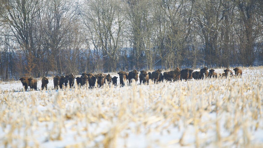 140 зубрів та 14 малюків: як почувається на Вінниччині найчисельніше стадо зубрів