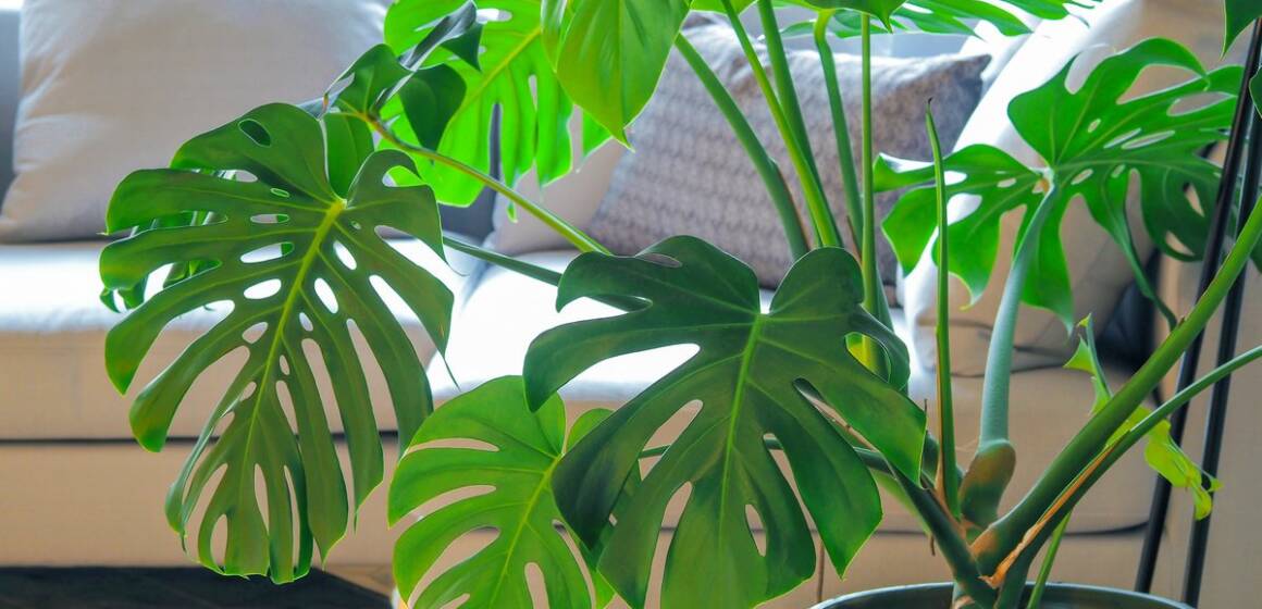 Небезпечні для сну: 7 кімнатних рослин, які взимку краще прибрати зі спальні