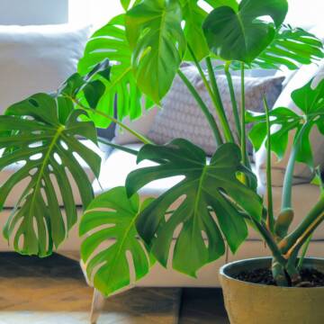 Небезпечні для сну: 7 кімнатних рослин, які взимку краще прибрати зі спальні