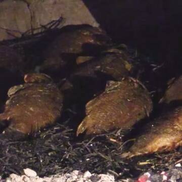 Смак із 200-річною історією: як на Вінниччині готують унікальну «рибу на соломі»