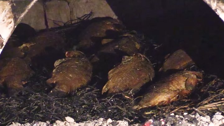 Смак із 200-річною історією: як на Вінниччині готують унікальну «рибу на соломі»