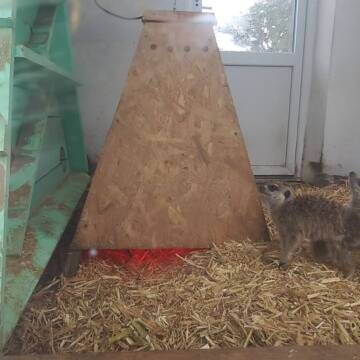 Подільський зоопарк поповнився малюками сурикатів