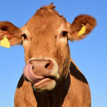 3305071 На Вінниччині поголів’я ВРХ зменшилось у 3,2 рази