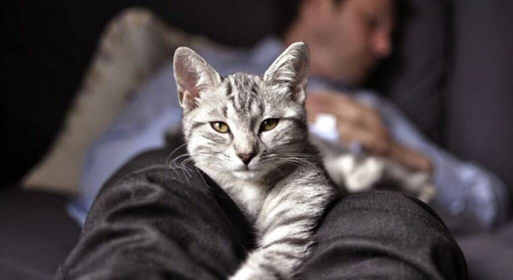 Мова любові: сім ознак прихильності кота до господаря