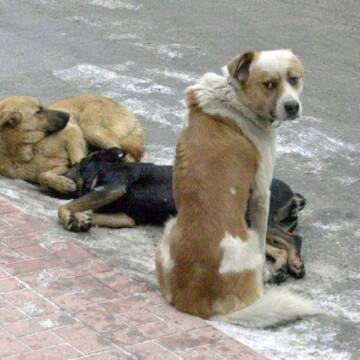 Як вінничани рятують безпритульних тварин від морозів