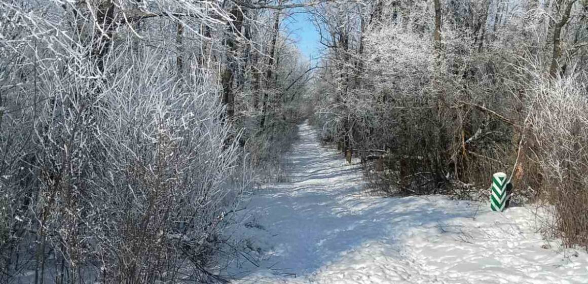 Зимова магія «Кармелюкового Поділля»: косуля європейська у засніженому заповіднику