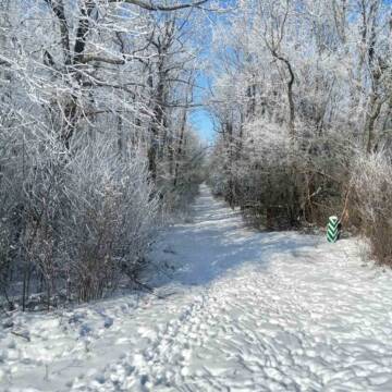 Зимова магія «Кармелюкового Поділля»: косуля європейська у засніженому заповіднику
