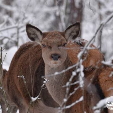 Майбутнє поповнення: у заповіднику помітили вагітних олениць