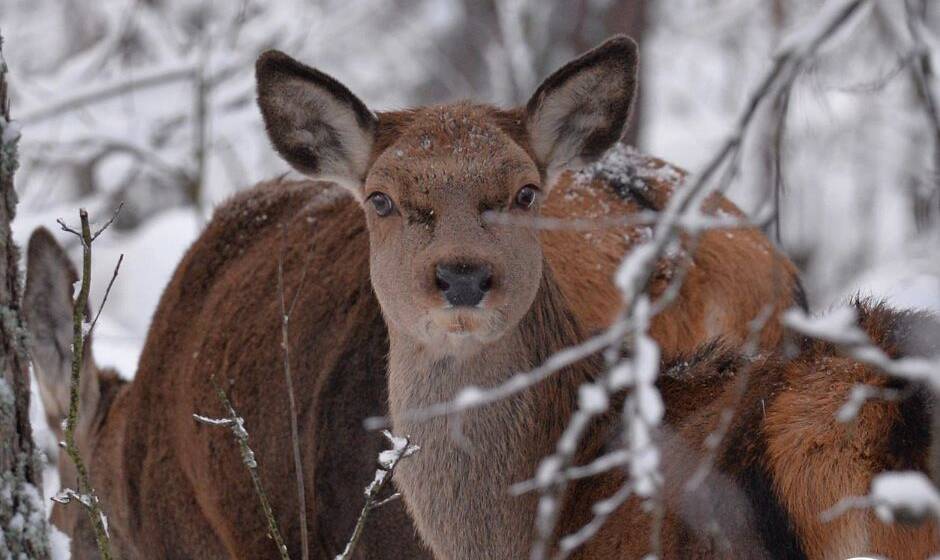 Майбутнє поповнення: у заповіднику помітили вагітних олениць