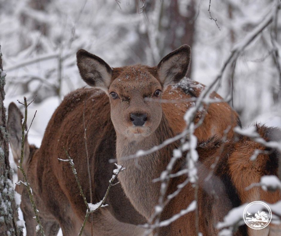 Майбутнє поповнення: у заповіднику помітили вагітних олениць