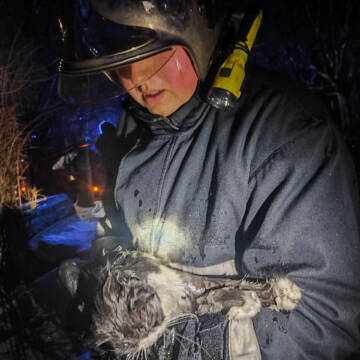 Врятували двох собак і кішку з палаючої квартири вінницькі вогнеборці