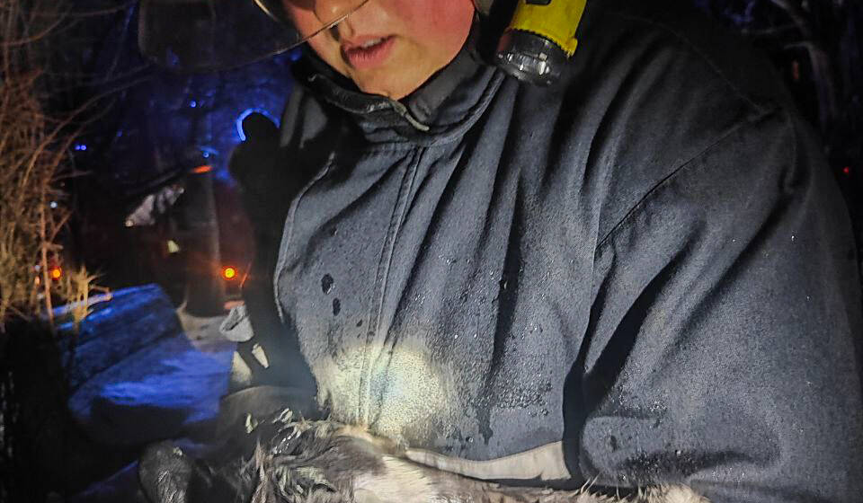 Врятували двох собак і кішку з палаючої квартири вінницькі вогнеборці