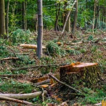 Громада Вінниці отримала додатково 107 га зелених територій