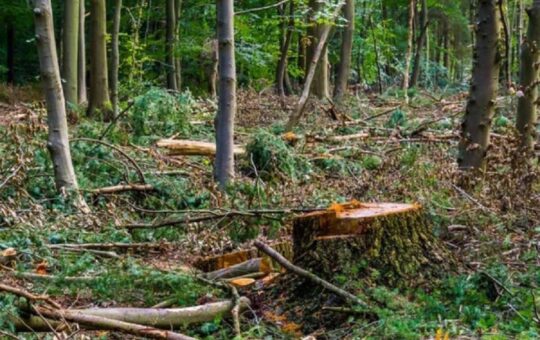Громада Вінниці отримала додатково 107 га зелених територій