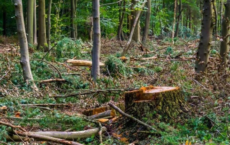 Громада Вінниці отримала додатково 107 га зелених територій