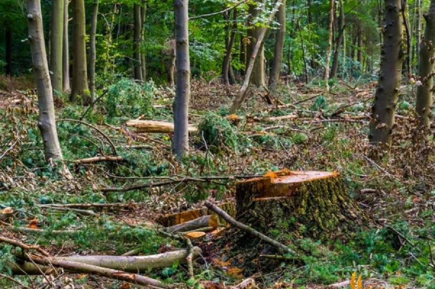 Громада Вінниці отримала додатково 107 га зелених територій