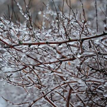 Туман та ожеледиця: погода на Вінниччині 12 лютого