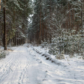 На Вінниччині зафіксували незаконне вирубування лісу на понад 500 тис. грн