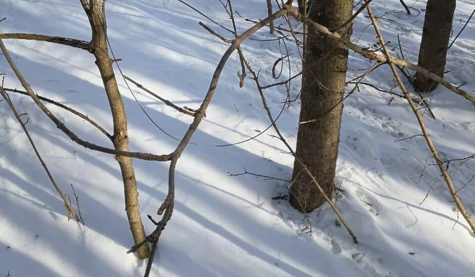 FB_IMG_1770054182118 Браконьєрські петлі виявили в заповіднику на Вінниччині