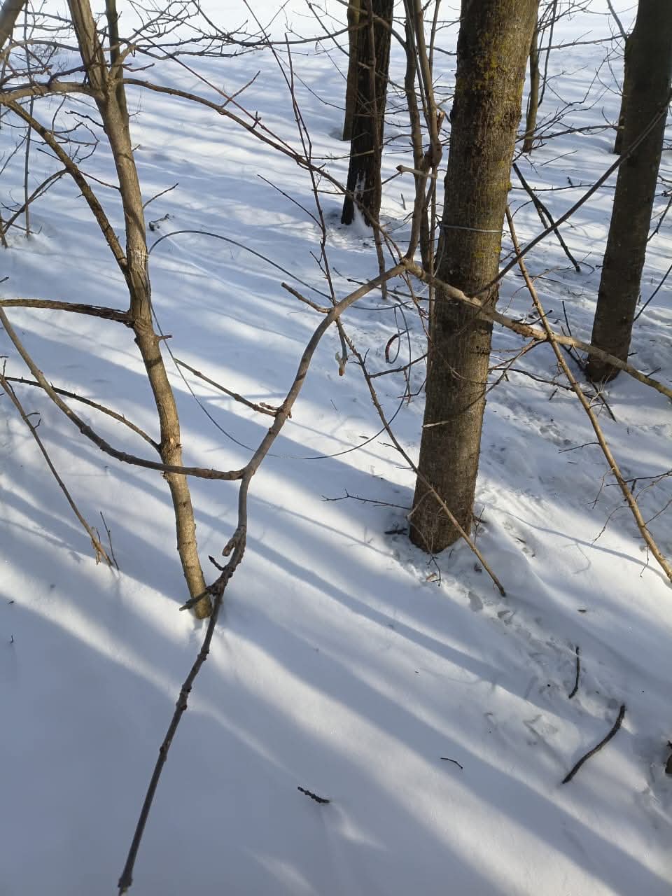 Браконьєрські петлі виявили в заповіднику на Вінниччині